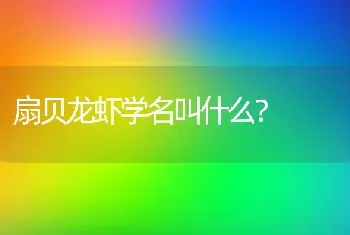 扇贝龙虾学名叫什么？