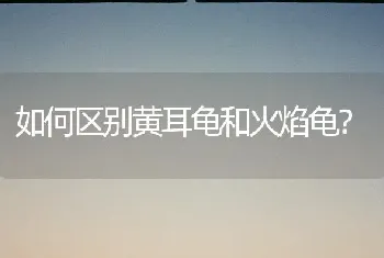 如何区别黄耳龟和火焰龟？