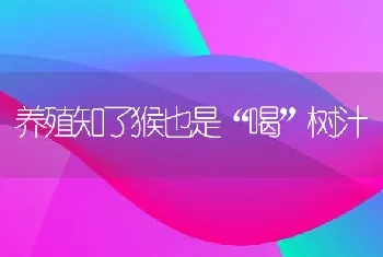 养殖知了猴也是“喝”树汁