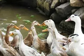 浅析种鸭不同产蛋期的饲料喂量