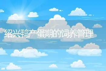 绍兴鸭产蛋期的饲养管理