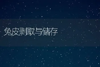 兔皮剥取与储存