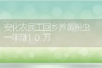 安化农民工回乡养黄粉虫 一年赚10万