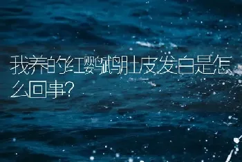 我养的红鹦鹉肚皮发白是怎么回事？