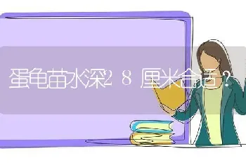 蛋龟苗水深28厘米合适？