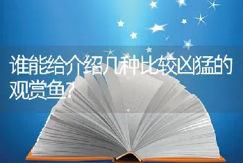 谁能给介绍几种比较凶猛的观赏鱼？