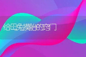 给母兔摸胎的窍门