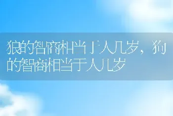 狼的智商相当于人几岁，狗的智商相当于人几岁