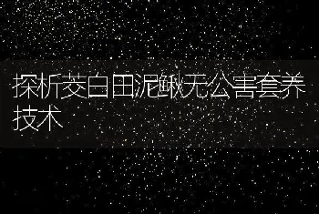 探析茭白田泥鳅无公害套养技术