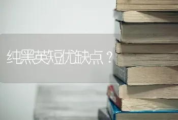 纯黑英短优缺点？