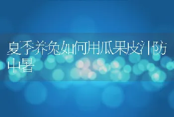 夏季养兔如何用瓜果皮汁防中暑