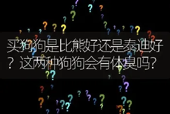 买狗狗是比熊好还是泰迪好？这两种狗狗会有体臭吗？