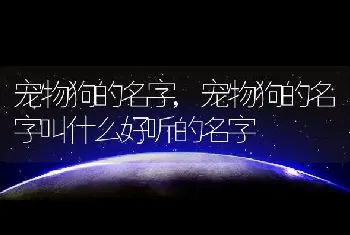 宠物狗的名字，宠物狗的名字叫什么好听的名字