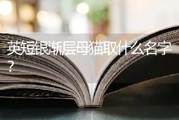 英短银渐层母猫取什么名字？