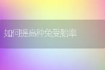 如何提高种兔受胎率