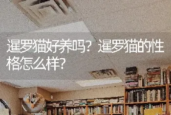 暹罗猫好养吗？暹罗猫的性格怎么样？