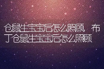 仓鼠生宝宝后怎么照顾，布丁仓鼠生宝宝后怎么照顾