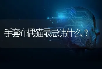 手套布偶猫最忌讳什么？