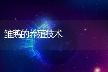 雏鹅的养殖技术