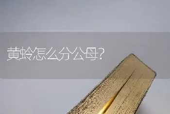 黄蛉怎么分公母？