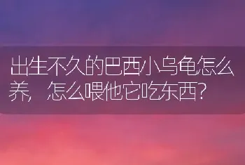 出生不久的巴西小乌龟怎么养,怎么喂他它吃东西？