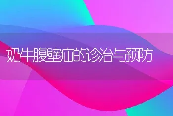 奶牛腹壁疝的诊治与预防