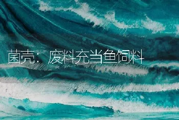 网箱养殖鲢鱼