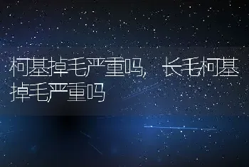 柯基掉毛严重吗，长毛柯基掉毛严重吗