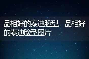 品相好的泰迪脸型，品相好的泰迪脸型图片