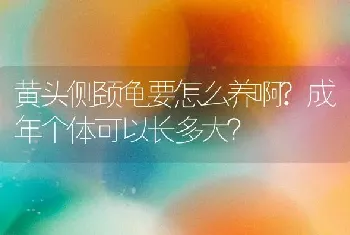 黄头侧颈龟要怎么养啊?成年个体可以长多大？