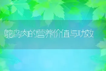 鸵鸟肉的营养价值与功效