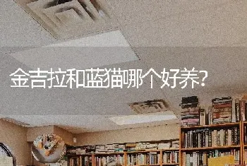 金吉拉和蓝猫哪个好养？