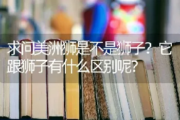 求问美洲狮是不是狮子？它跟狮子有什么区别呢？