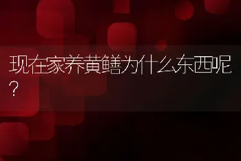 现在家养黄鳝为什么东西呢？