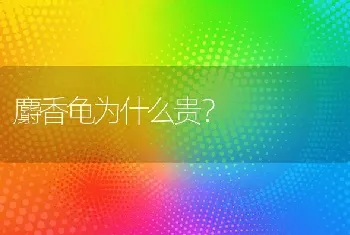 麝香龟为什么贵？