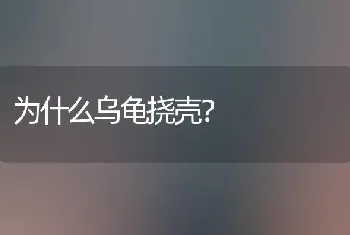 法斗和泰迪可以杂交吗？