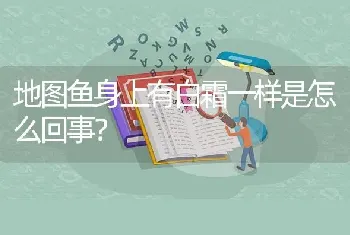 荷兰凤能和凤尾混养吗？