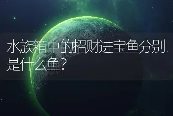 水族箱中的招财进宝鱼分别是什么鱼？