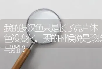 我的罗汉鱼只是长了亮片体色没变化，买的时候说是珍珠马骝？