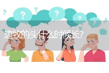 边牧的头什么时候长？