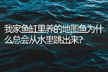 我家鱼缸里养的地图鱼为什么总会从水里跳出来？