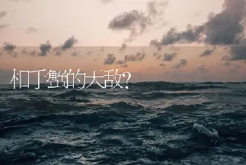 相手蟹的天敌？