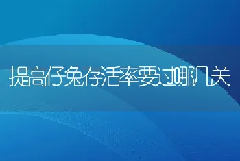 提高仔兔存活率要过哪几关