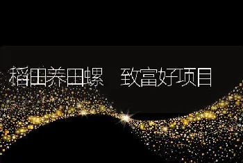 稻田养田螺致富好项目