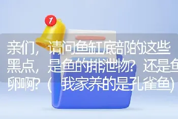 亲们，请问鱼缸底部的这些黑点，是鱼的排泄物？还是鱼卵啊？(我家养的是孔雀鱼)？