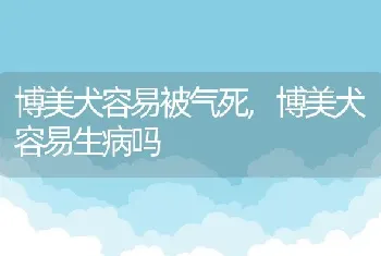 博美犬容易被气死，博美犬容易生病吗