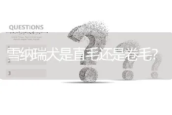 雪纳瑞犬是直毛还是卷毛？