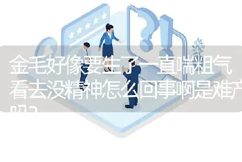 金毛好像要生了一直喘粗气看去没精神怎么回事啊是难产吗？