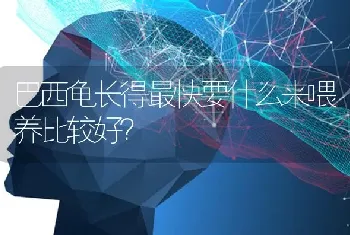 巴西龟长得最快要什么来喂养比较好？