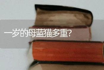 一岁的母蓝猫多重？